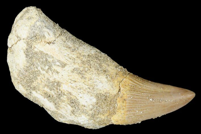 Fossil Rooted Mosasaur (Platecarpus) Tooth - Morocco #174300